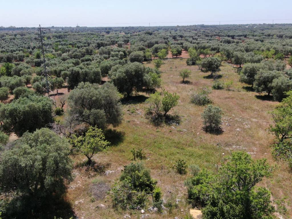 Terreno a Carovigno in Contrada Aspri - Foto 3