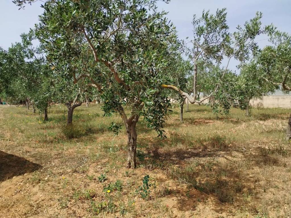 Terreno a Mazara del vallo in Contrada Santa Maria S.N.C. - Foto 3