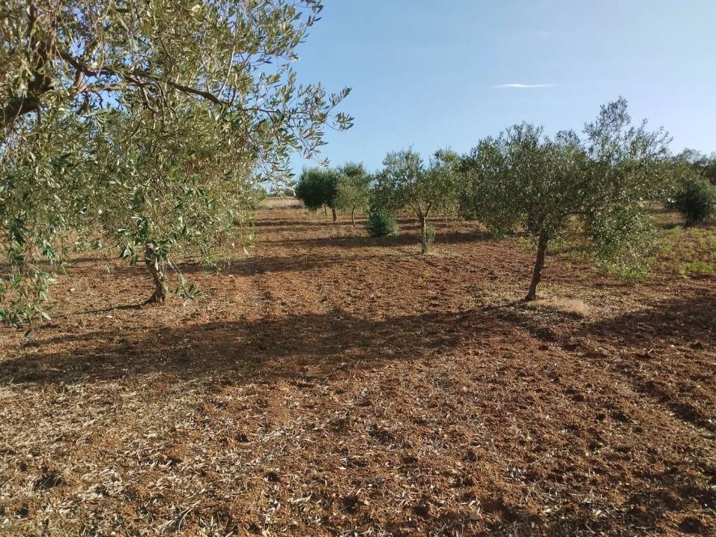 Terreno a Mazara del vallo in Strada Provinciale 66 S.N.C. - Foto 2