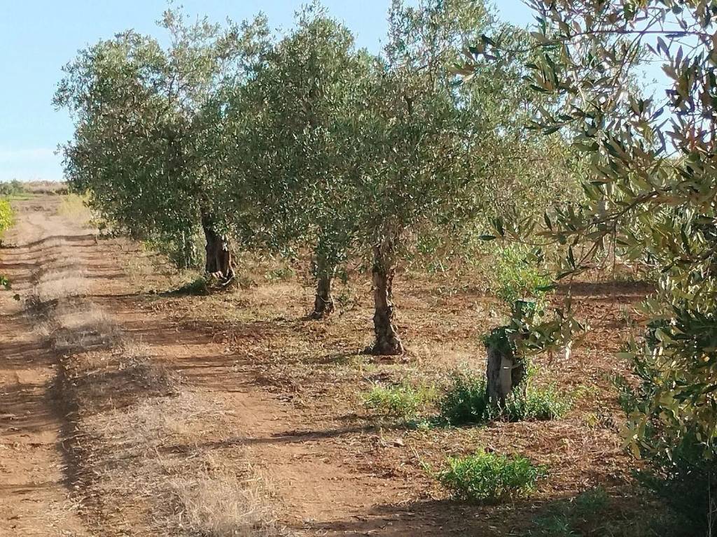 Terreno a Mazara del vallo in Strada Provinciale 66 S.N.C. - Foto 3