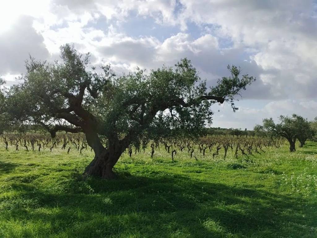 Terreno a Mazara del vallo in Viale Maranzano S.N.C. - Foto 2