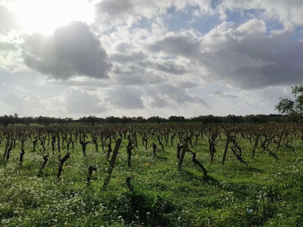 Terreno a Mazara del vallo in Viale Maranzano S.N.C. - Foto 3