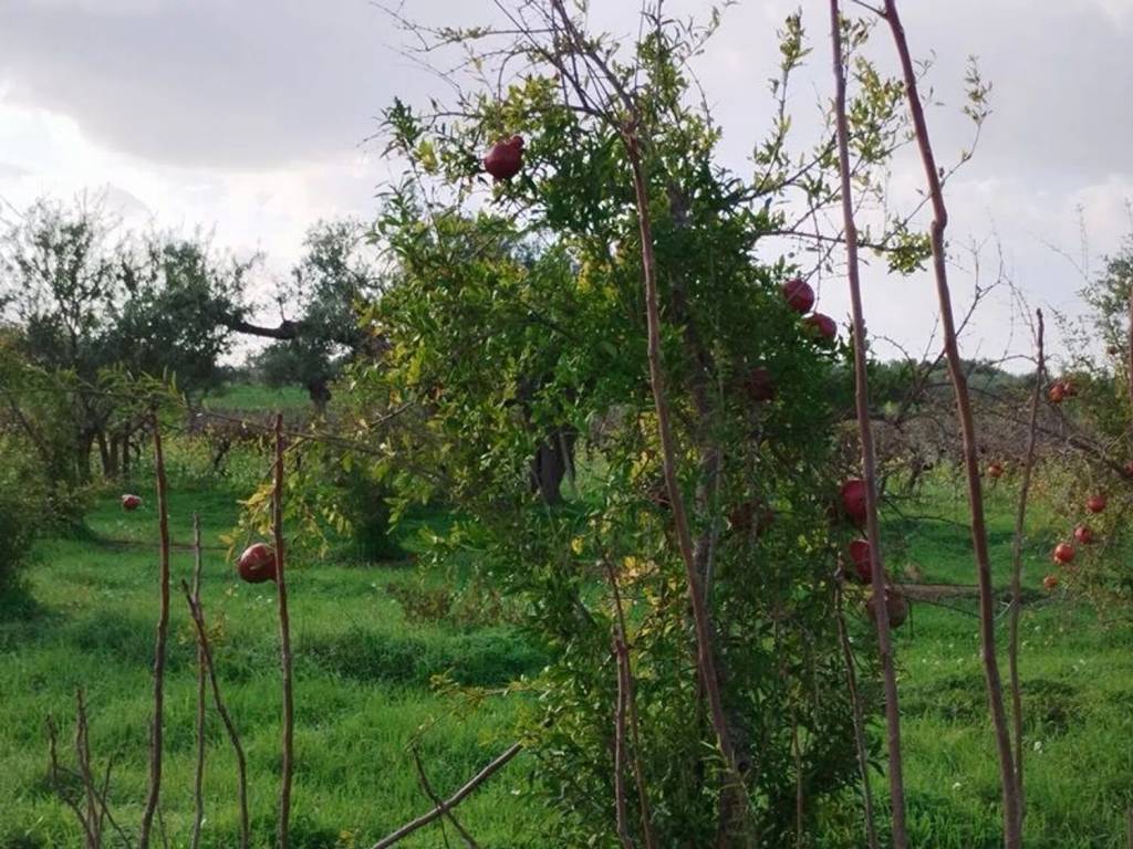 Terreno a Mazara del vallo in Viale Maranzano S.N.C. - Foto 4