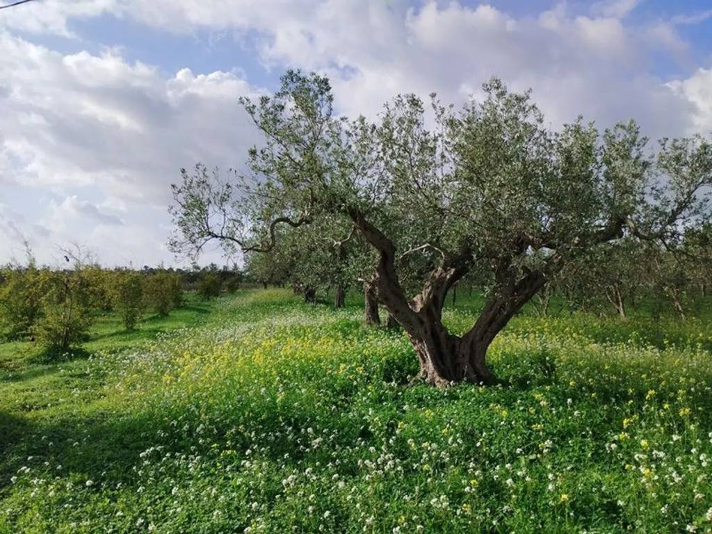 Terreno a Mazara del vallo in Viale Maranzano S.N.C. - Foto 5