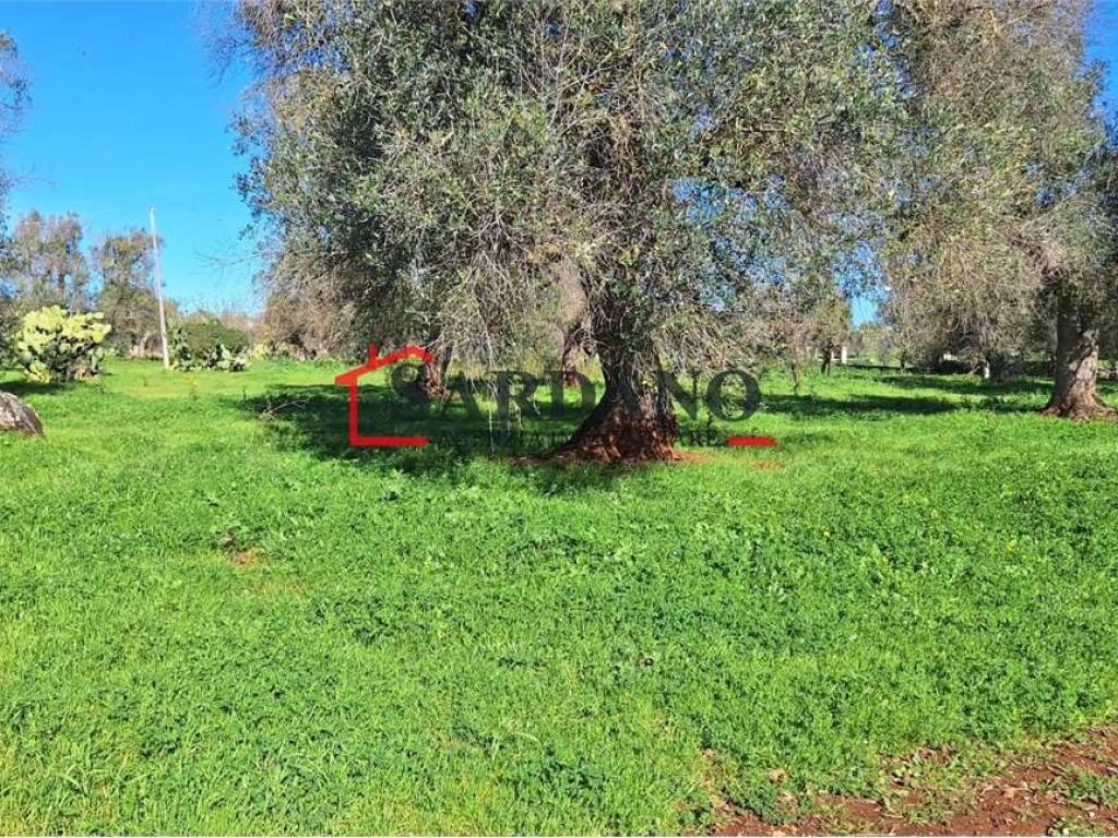 Terreno a Ostuni - Foto 5