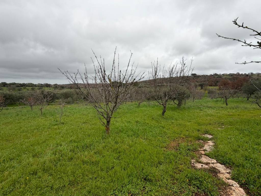 Rustico / casale a Monopoli in Contrada Paretano - Foto 3