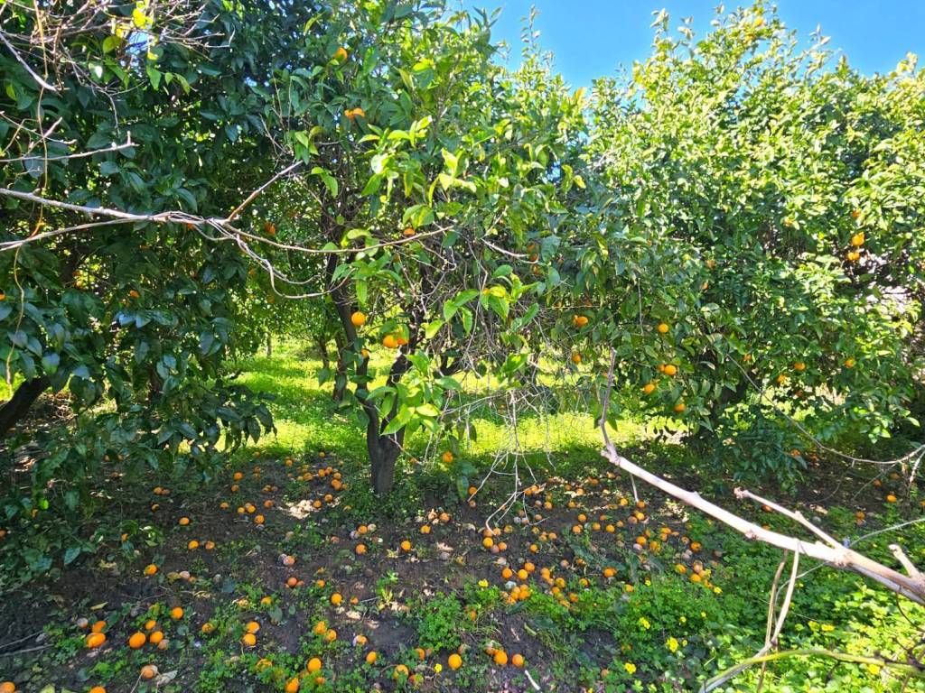Terreno a Gasperina in via IV Novembre - Foto 2