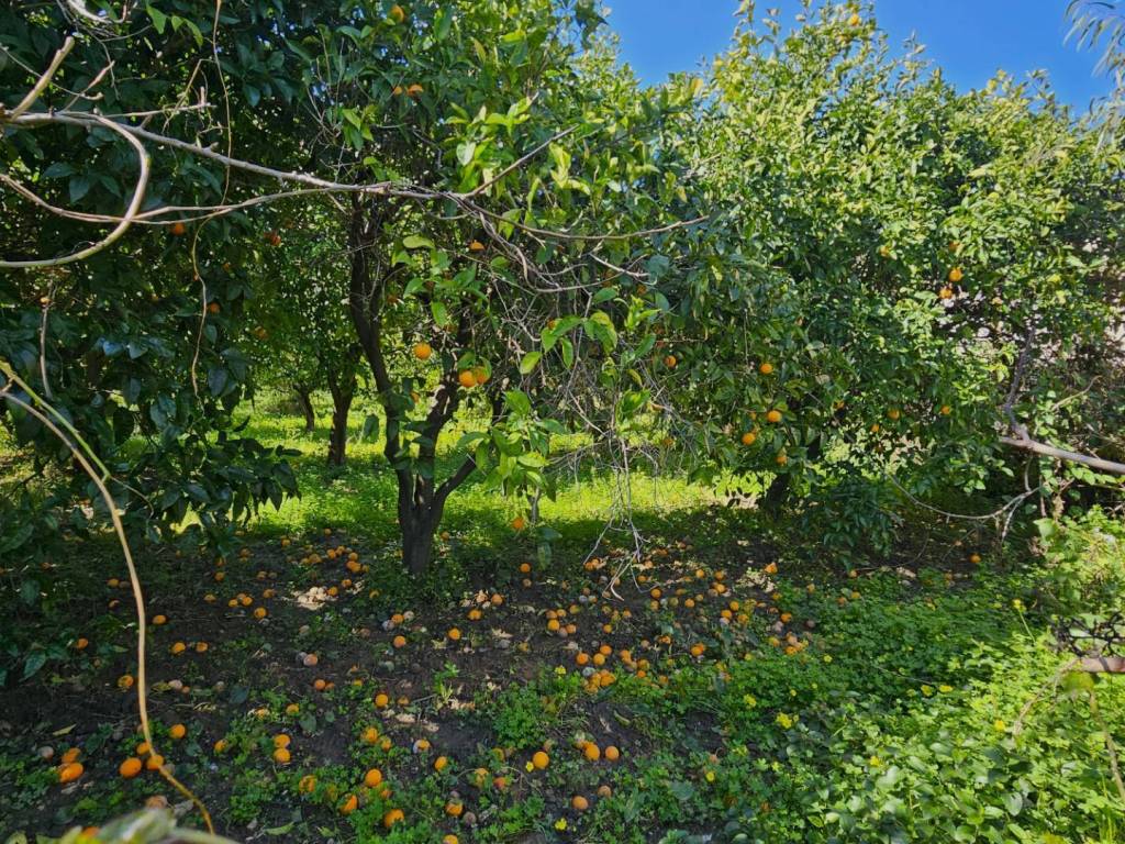 Terreno a Gasperina in via IV Novembre - Foto 3