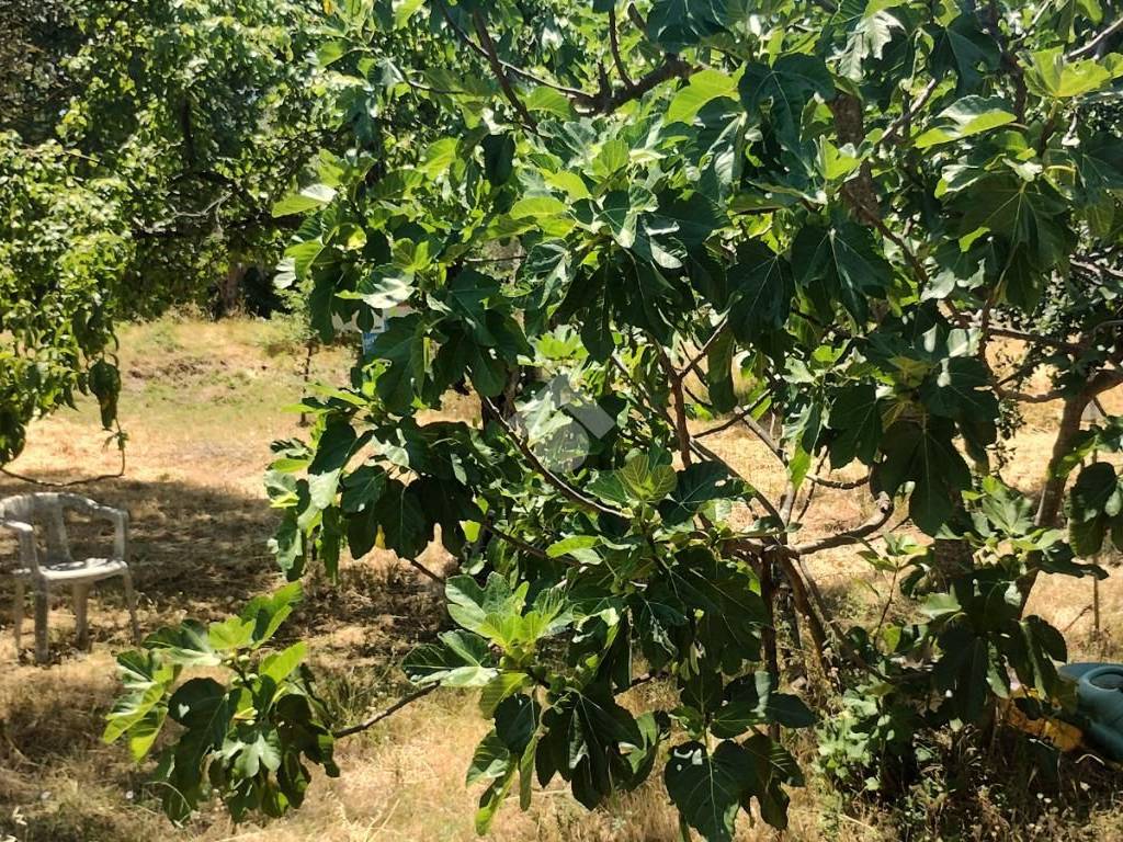 Terreno a Marano principato in Via Bisciglietto - Foto 3