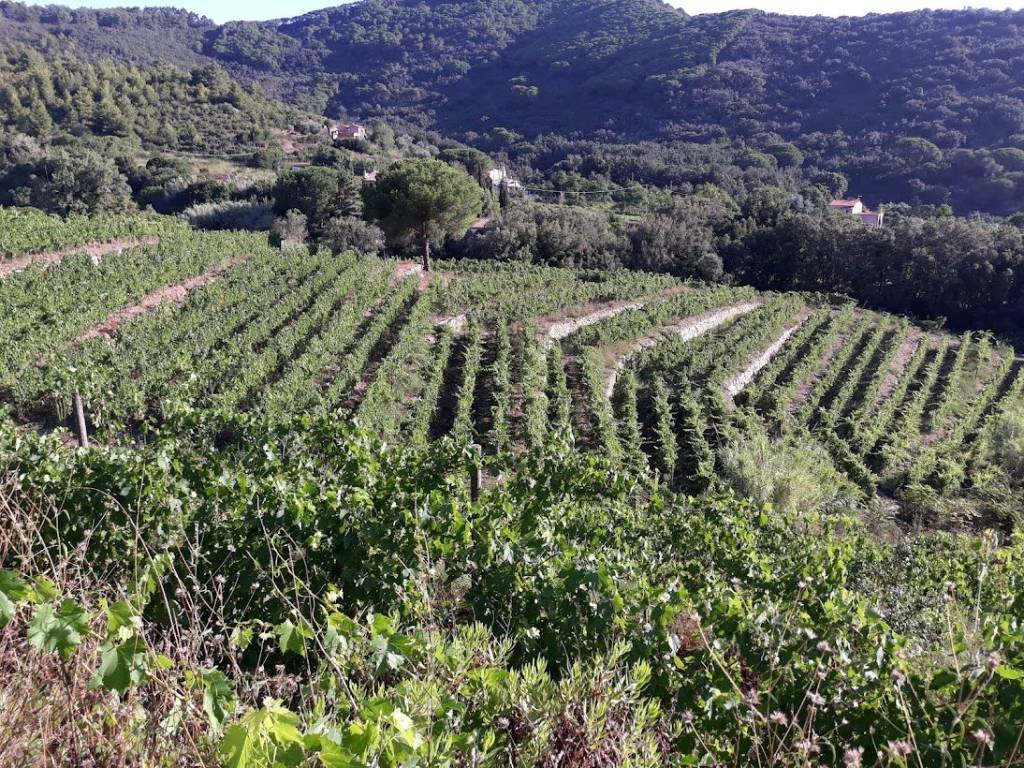 Villa a Portoferraio in Località Biodola - Foto 4