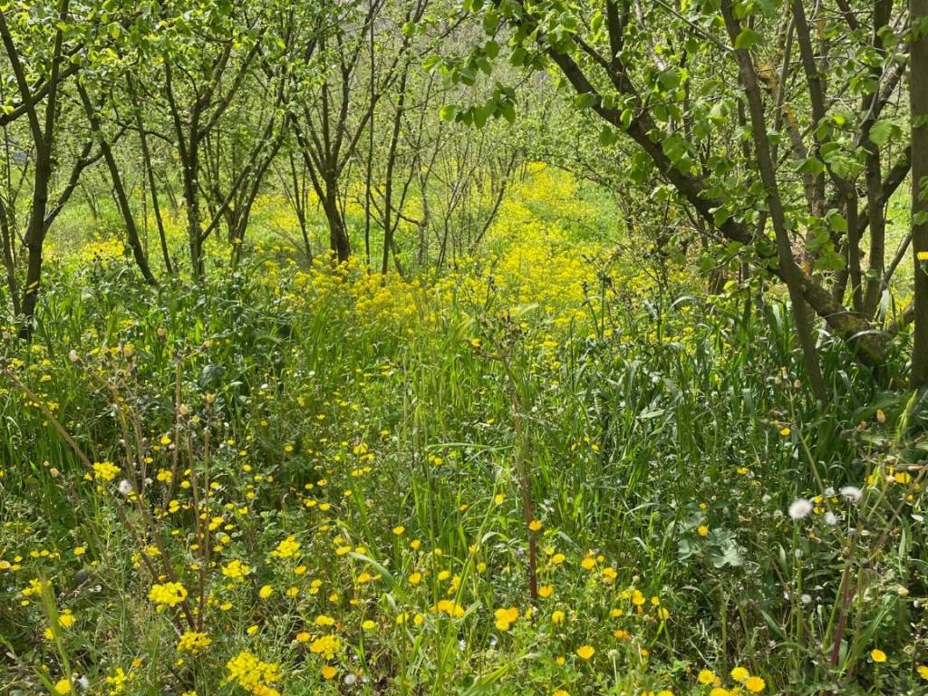 Terreno a Capriglia irpina in Via Fontana di Fuori - Foto 2