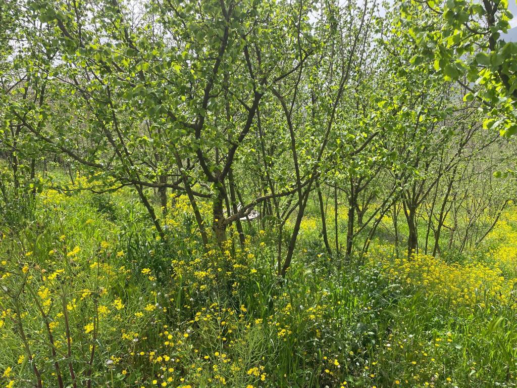 Terreno a Capriglia irpina in Via Fontana di Fuori - Foto 4