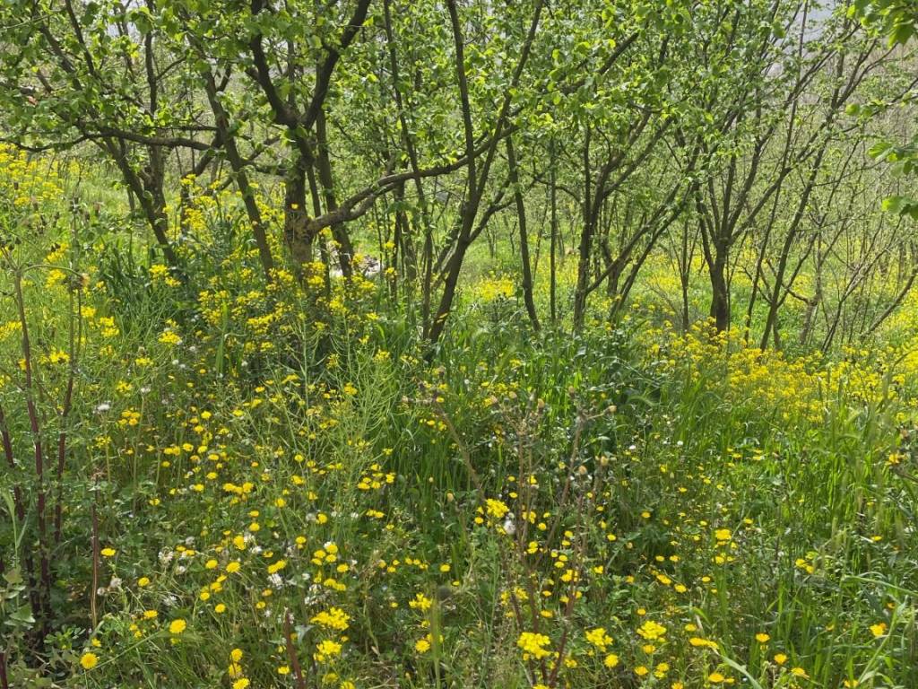 Terreno a Capriglia irpina in Via Fontana di Fuori - Foto 5