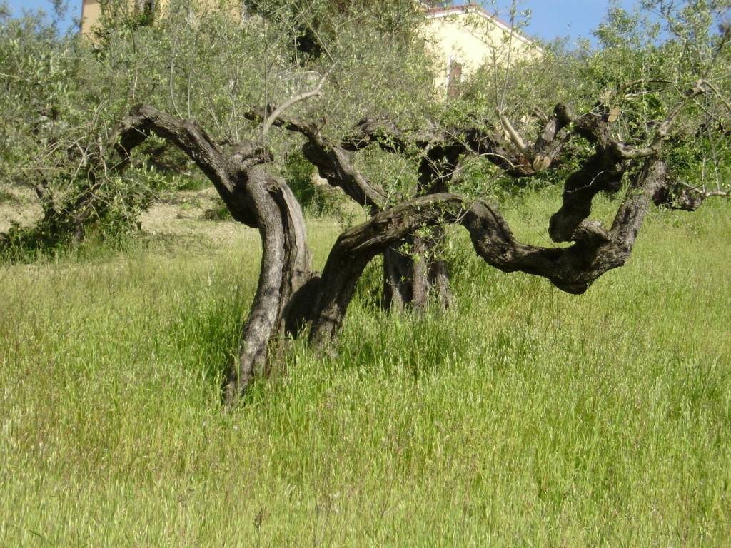 Terreno a Spoltore in Villa Santa maria - Foto 4