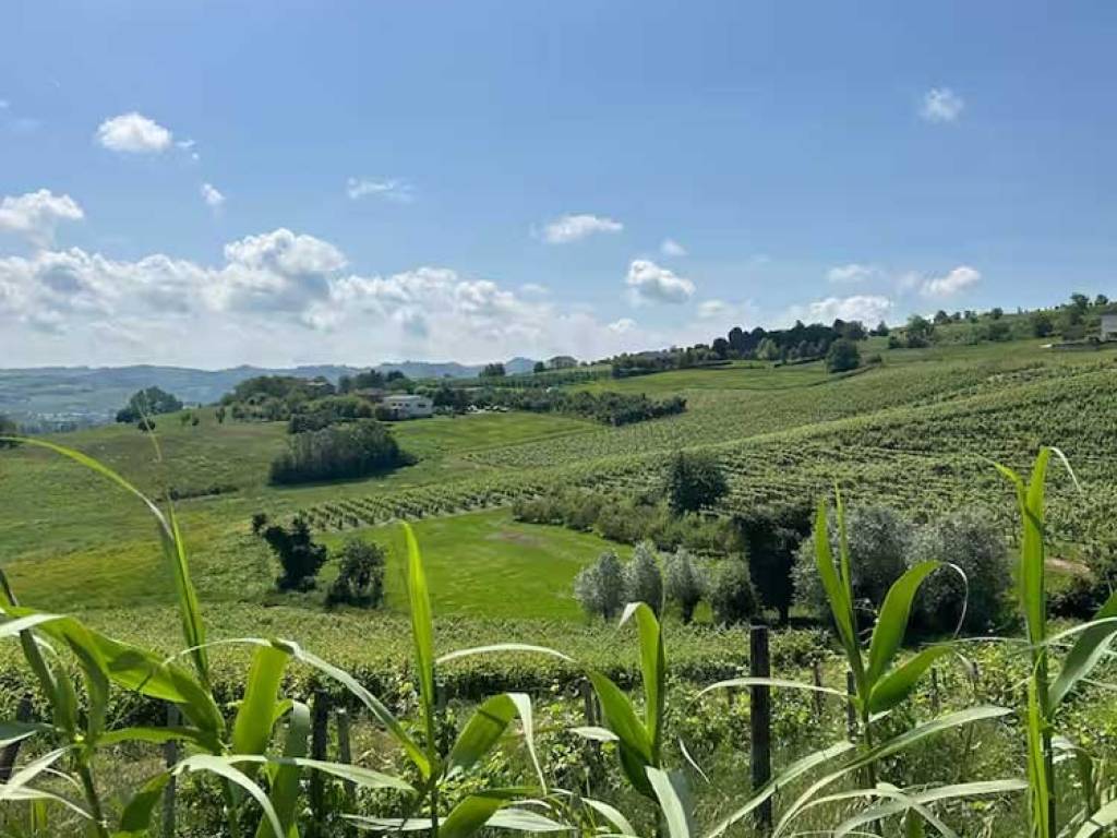Villa a San marzano oliveto - Foto 3