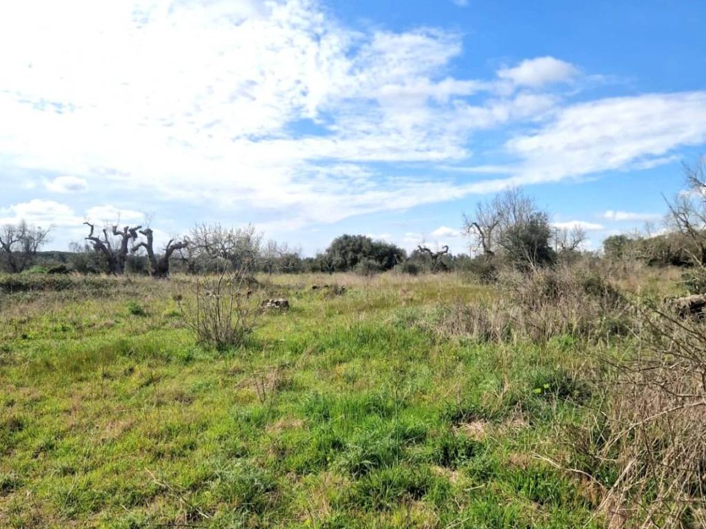 Terreno a Specchia in Ctr Serra Peccatori - Foto 3