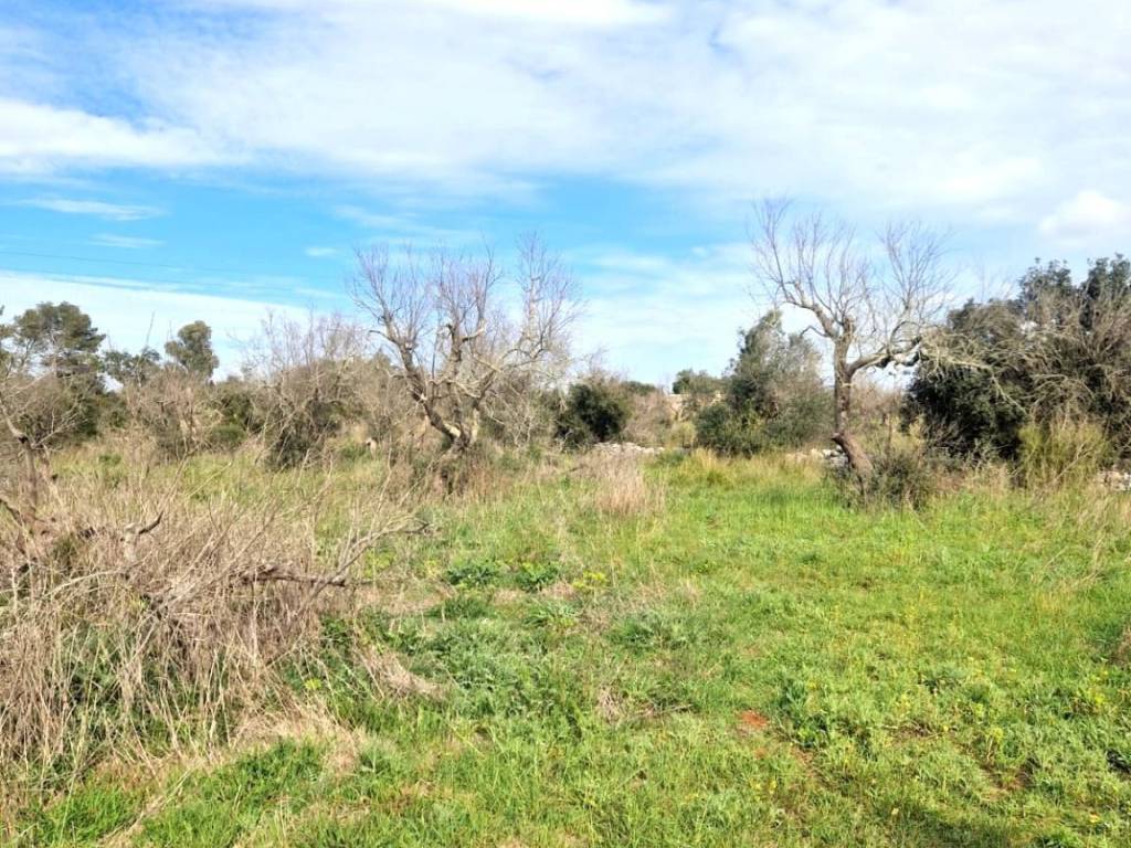 Terreno a Specchia in Ctr Serra Peccatori - Foto 4