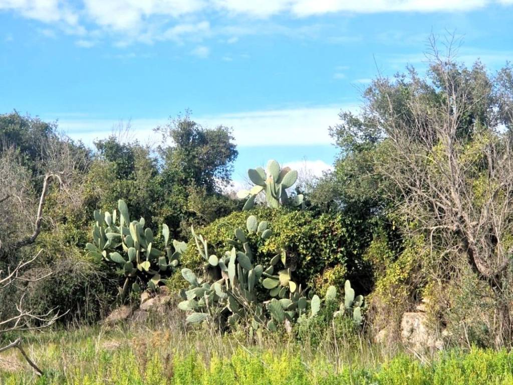 Terreno a Specchia in Ctr Serra Peccatori - Foto 5