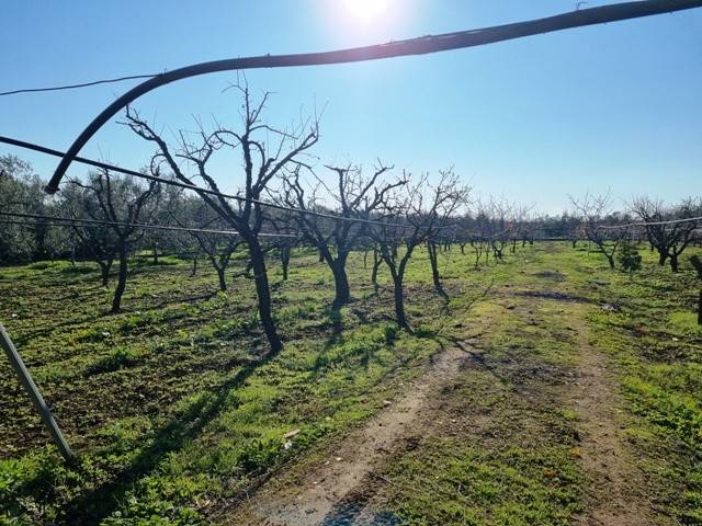 Terreno a Bisceglie - Foto 2