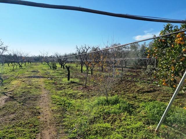 Terreno a Bisceglie - Foto 3