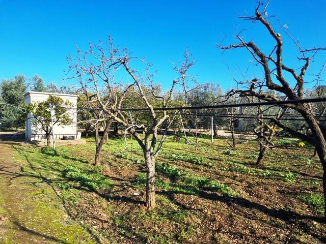 Terreno a Bisceglie - Foto 4