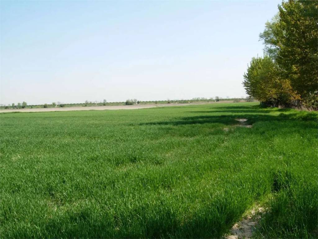 Terreno a Pietrasanta - Foto 3
