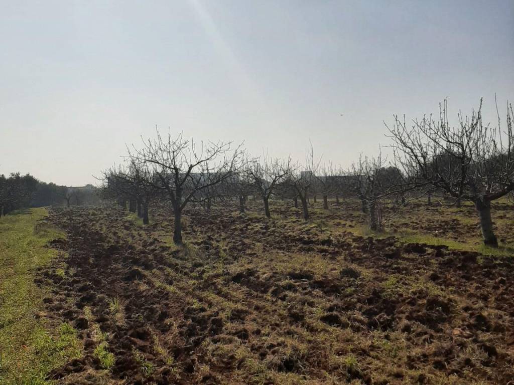 Terreno a Acquaviva delle fonti in Strada Vicinale del Monte - Foto 3
