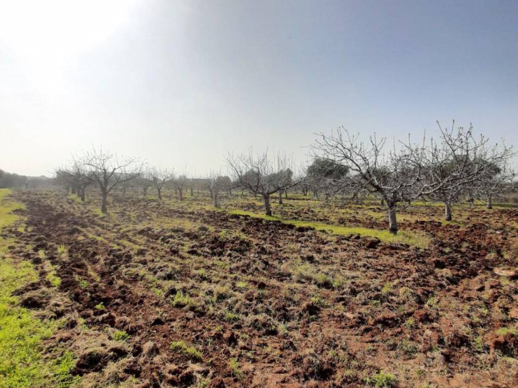 Terreno a Acquaviva delle fonti in Strada Vicinale del Monte - Foto 5