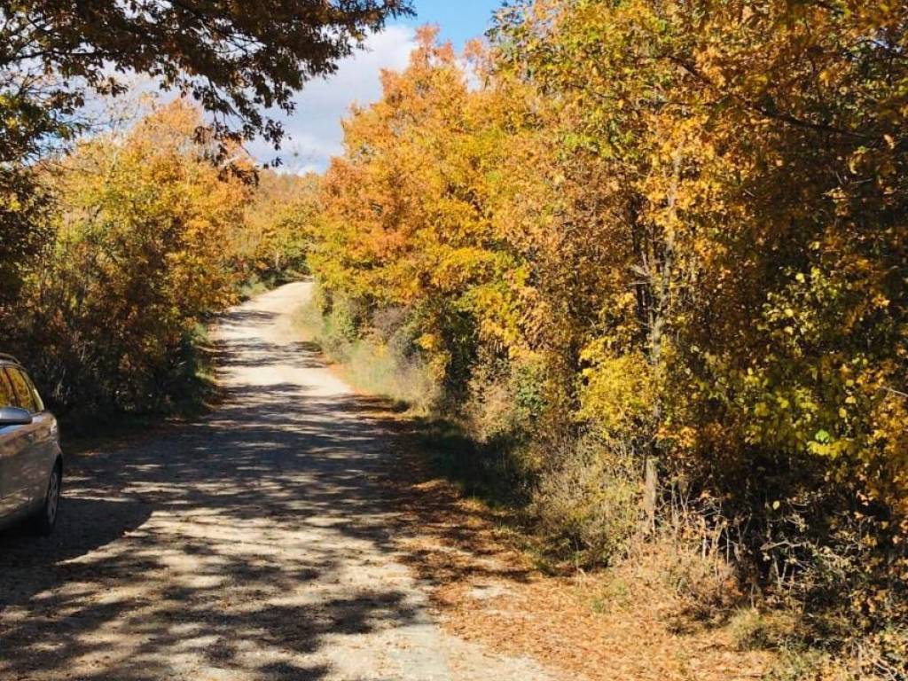 Terreno a Scansano - Foto 2