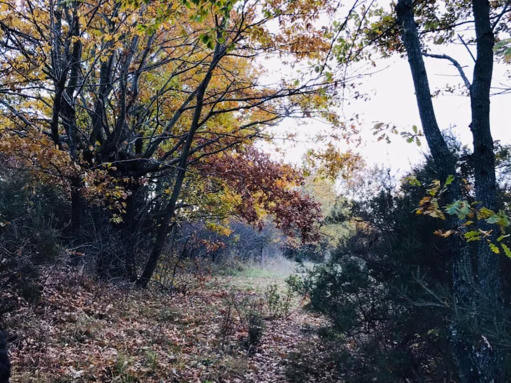 Terreno a Scansano - Foto 3