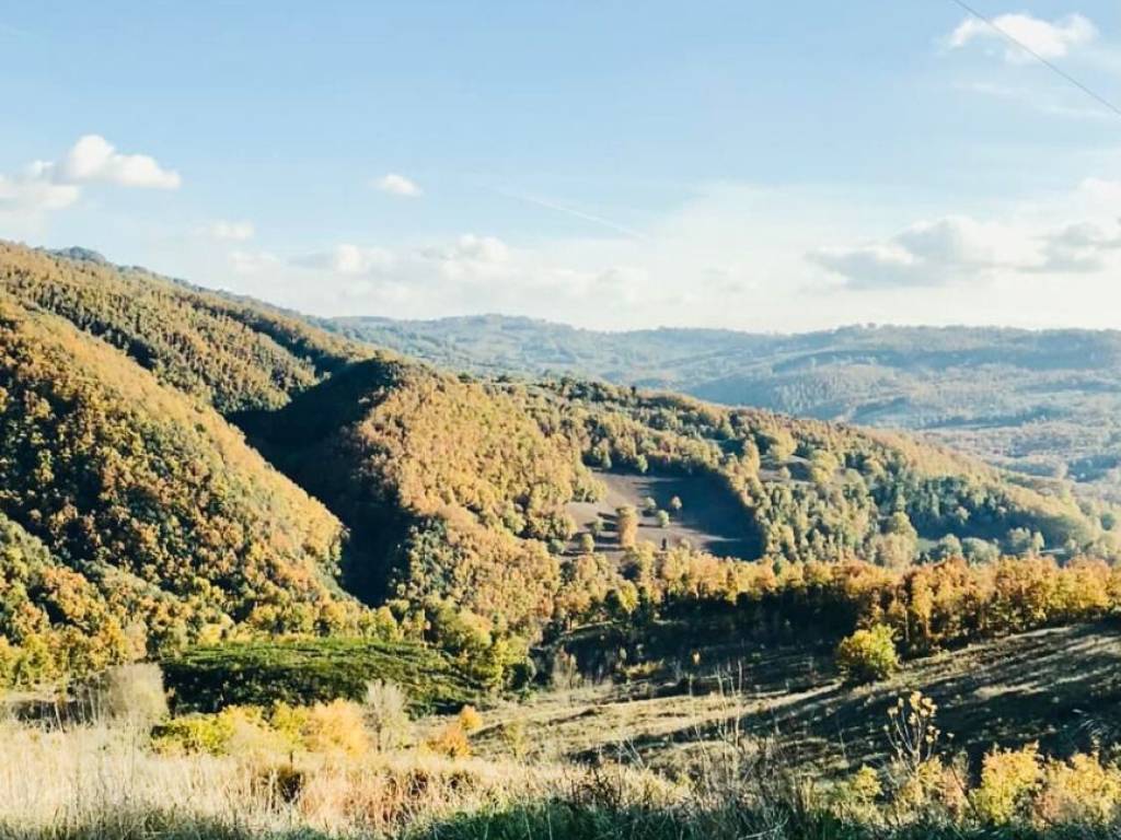 Terreno a Scansano - Foto 5