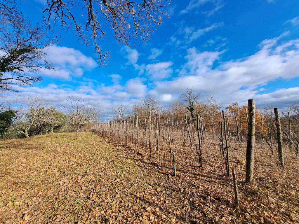 Terreno a Oriolo romano - Foto 2