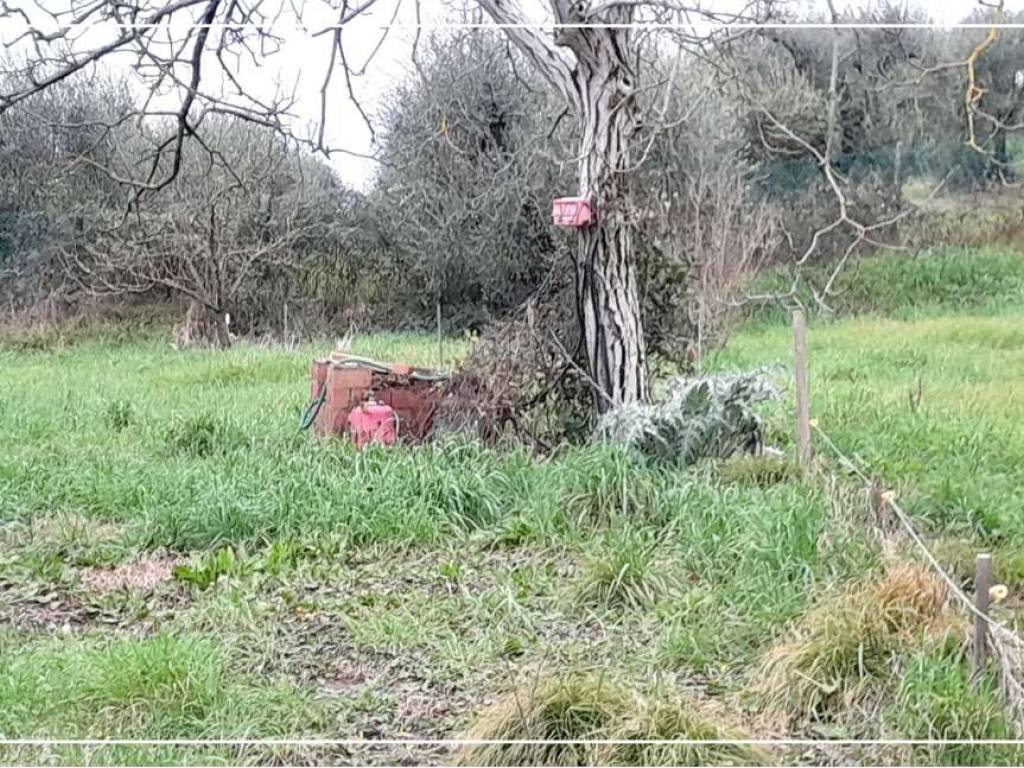 Terreno a Monsummano terme - Foto 4