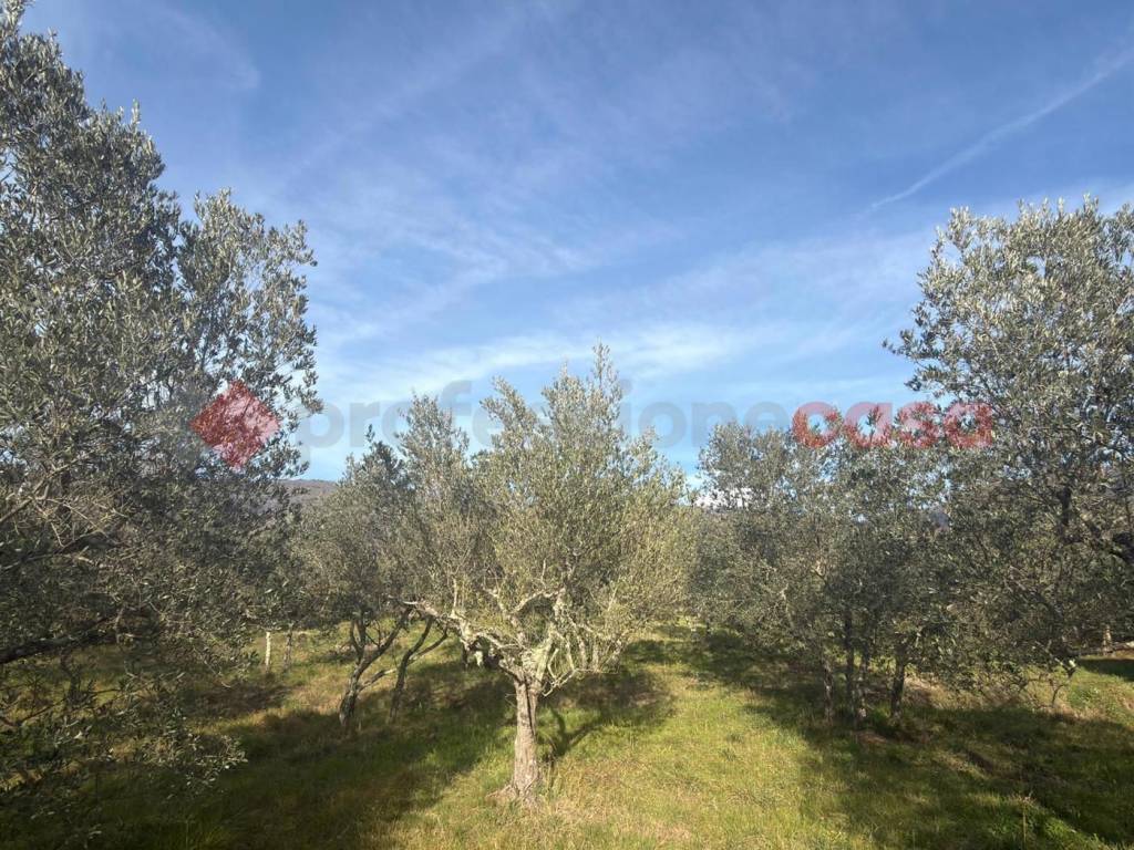 Terreno a Arezzo in Loc Rigutino , SNC - Foto 2