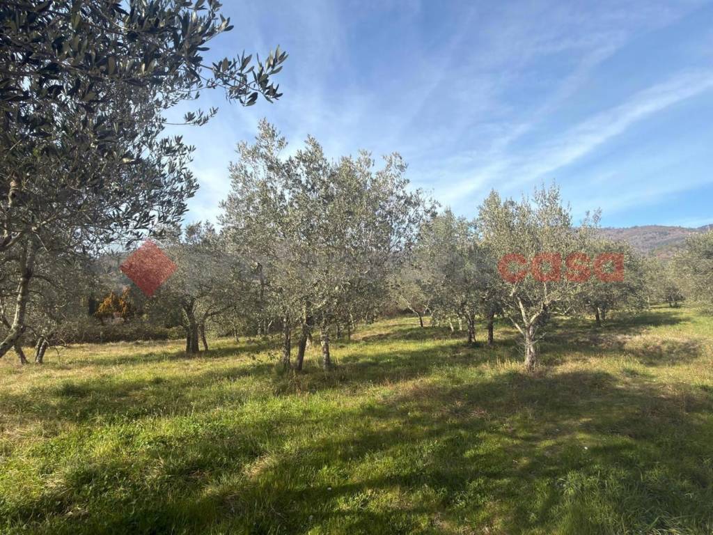 Terreno a Arezzo in Loc Rigutino , SNC - Foto 4