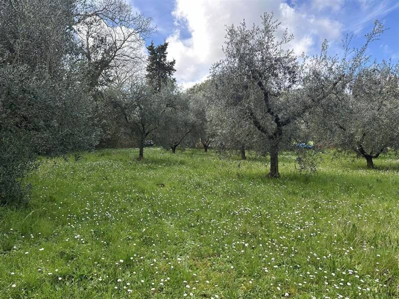Terreno a Gavorrano - Foto 2