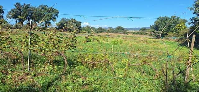 Terreno a Scarlino in strada provinciale puntone - Foto 3
