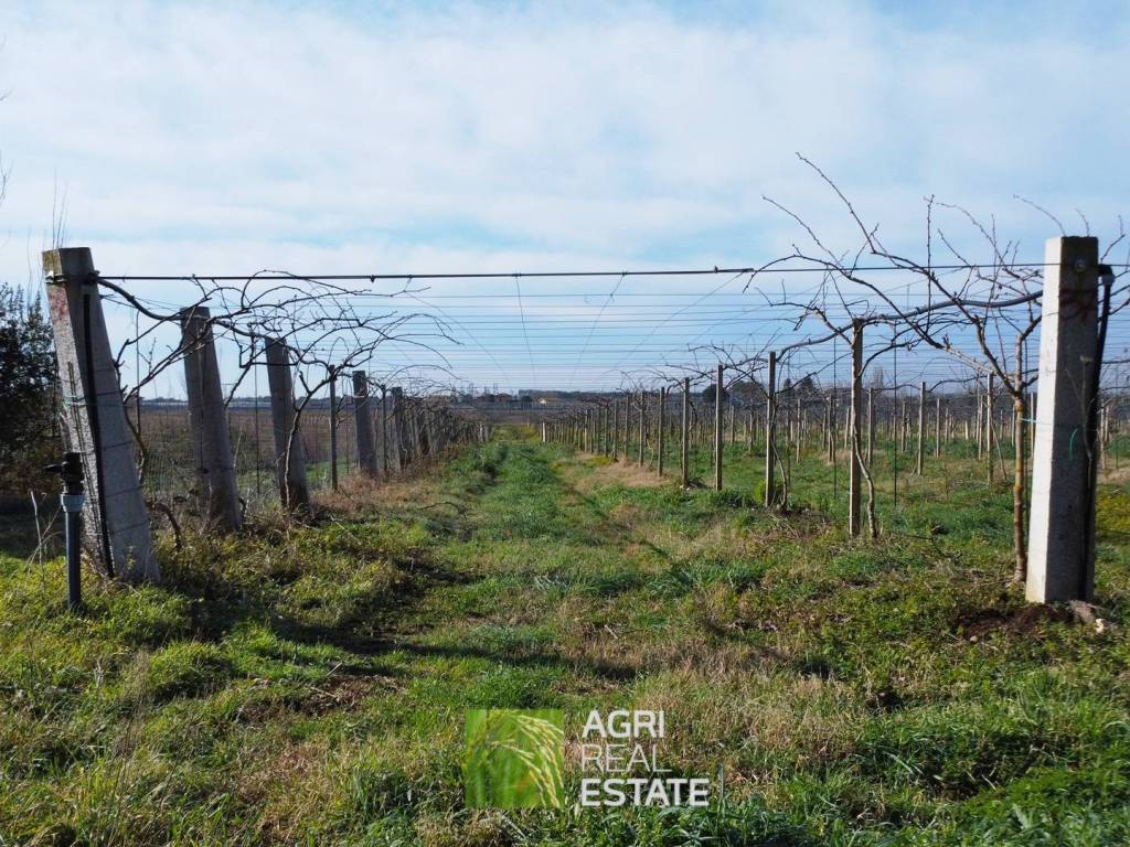 Terreno a Sermoneta in Strada Provinciale Consolare Prima - Foto 5