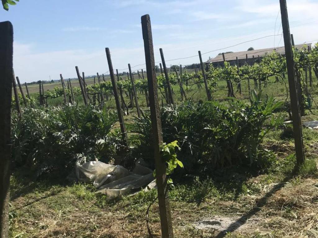 Rustico / casale a Bosaro in Via dei Turolla, 4 - Foto 4