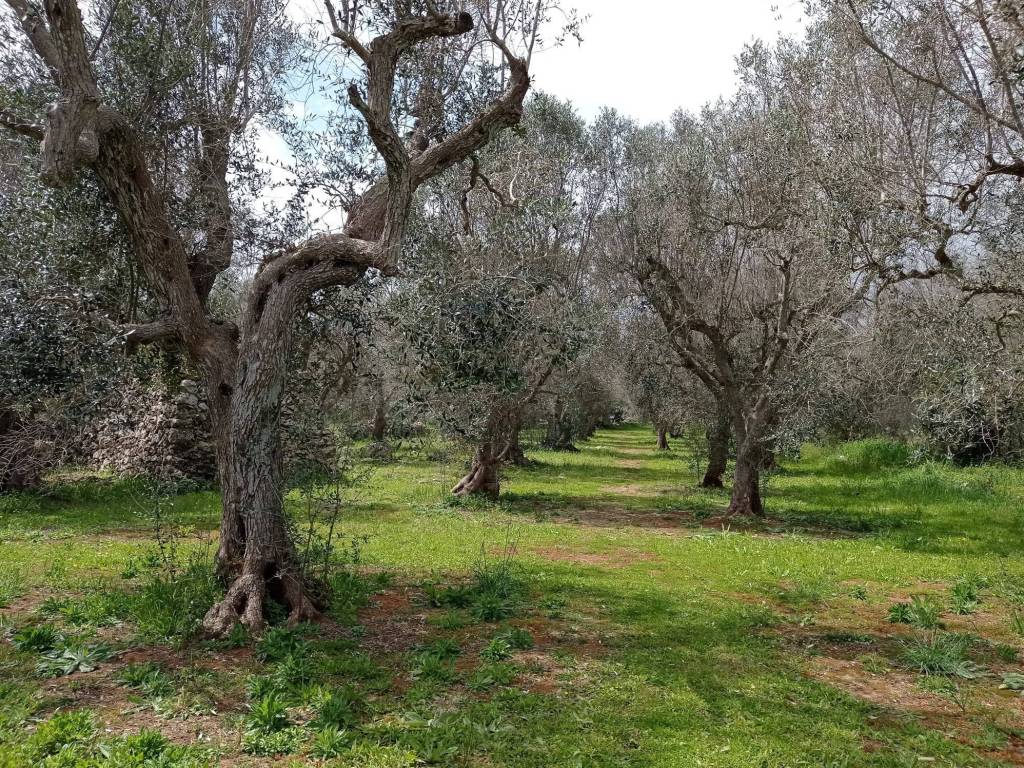 Terreno a Andrano in via vicinale andrano-tricase - Foto 3