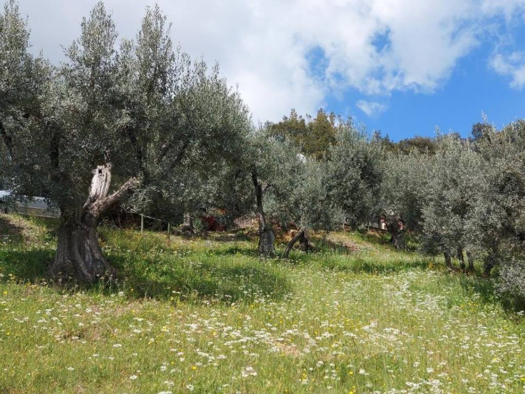 Terreno a Roccastrada in Strada Provinciale Terzo - Foto 4