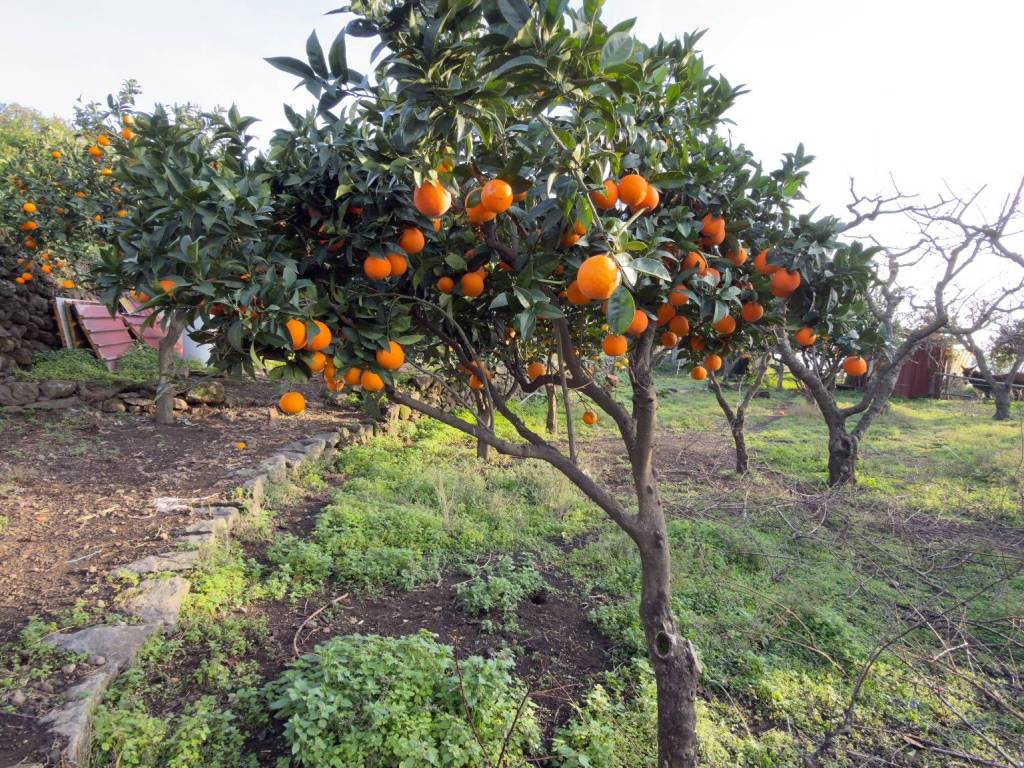 Rustico / casale a Giarre in Via dei Paoli - Foto 3