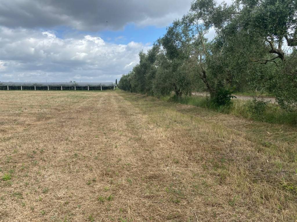 Terreno a Cisterna di latina in Via Bufolareccia - Foto 4