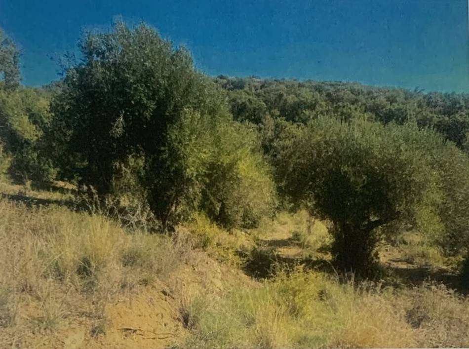 Terreno a Vibonati in Contrada Cognolata - Foto 3