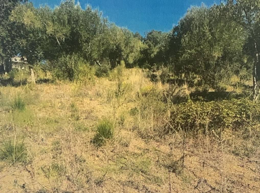 Terreno a Vibonati in Contrada Cognolata - Foto 4