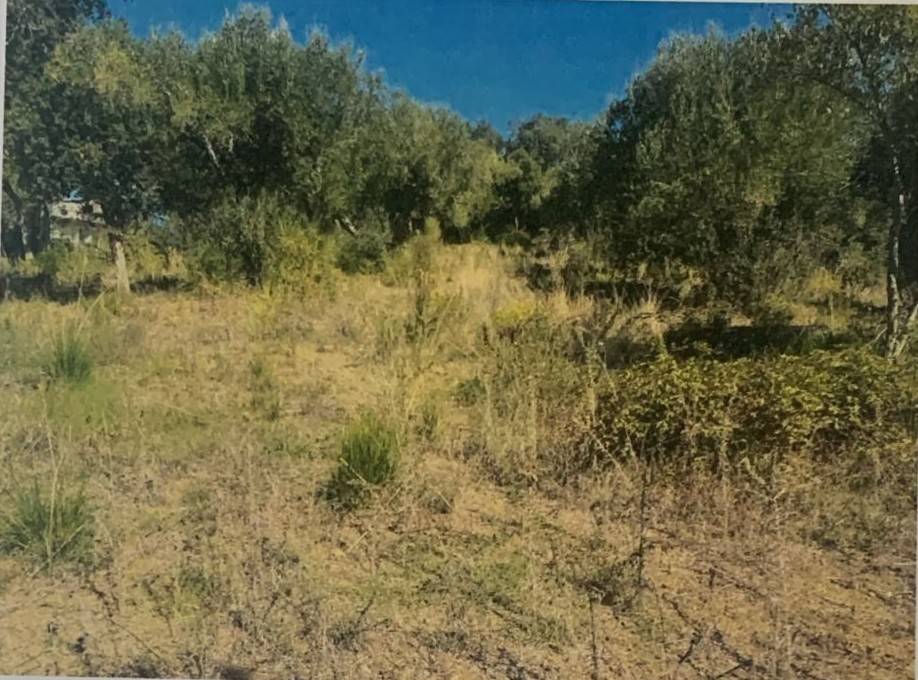 Terreno a Vibonati in Contrada Cognolata - Foto 5