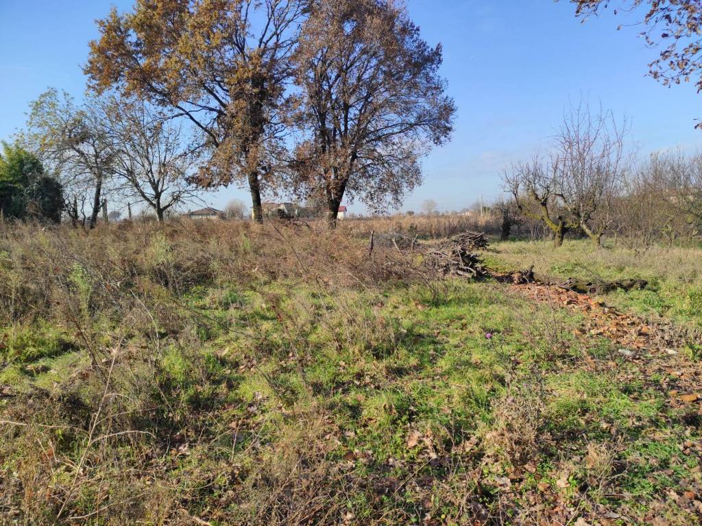 Terreno a Budrio - Foto 3