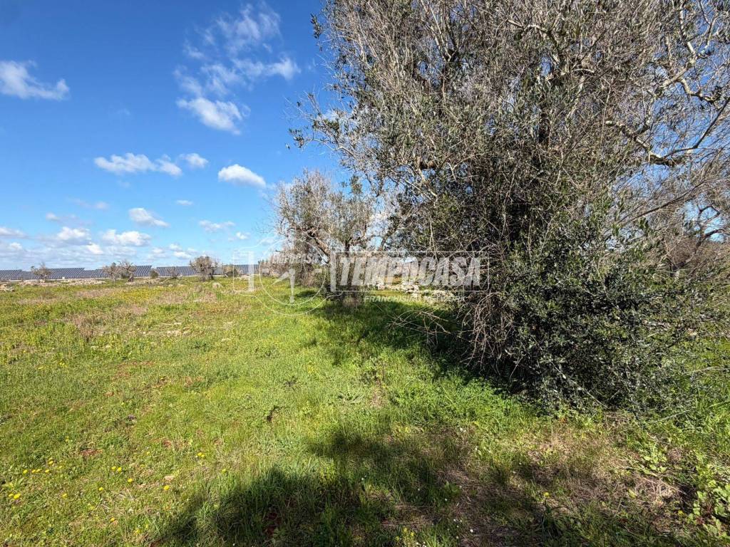 Terreno a Sanarica in Strada Vicinale delle Macchie 1/TERRENO - Foto 2