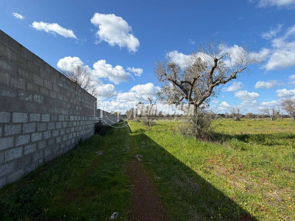 Terreno a Sanarica in Strada Vicinale delle Macchie 1/TERRENO - Foto 3