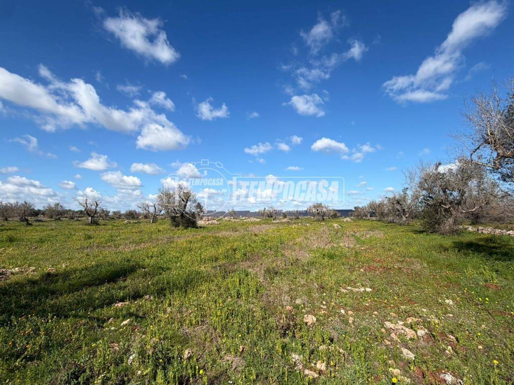Terreno a Sanarica in Strada Vicinale delle Macchie 1/TERRENO - Foto 5